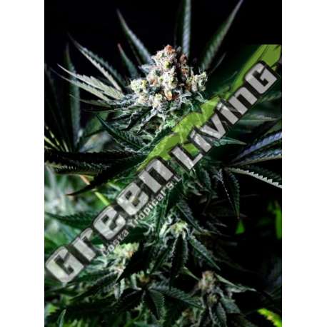 50 UND FEM - AMAZING AUTO ABSOLUTE CANNABIS SEEDS 50 UND FEM