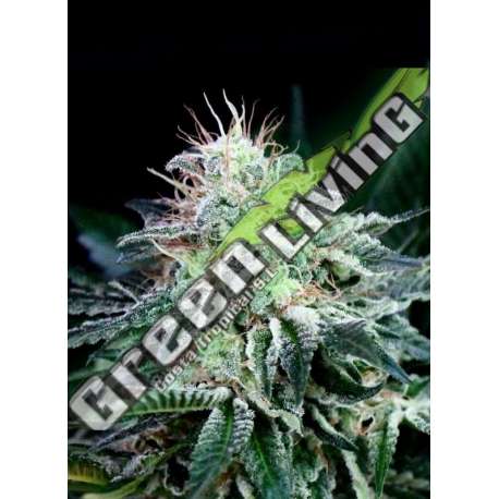 50 UND FEM - RADICAL AUTO ABSOLUTE CANNABIS SEEDS 50 UND FEM