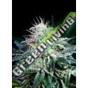 50 UND FEM - RADICAL AUTO ABSOLUTE CANNABIS SEEDS 50 UND FEM