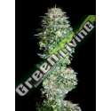 50 UND FEM - ABSOLUTE HERER ABSOLUTE CANNABIS SEEDS 50 UND FEM