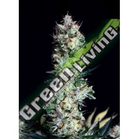 50 UND FEM - RITTUS HAZE ABSOLUTE CANNABIS SEEDS 50 UND FEM