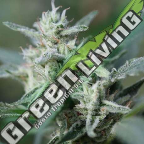 25 UND FEM - CANNAFUEL CBD+ ORIGINAL SENSIBLE 25 UND FEMINIZADA