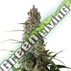 24 UND REG - PRIMA HOLANDICA (12+12) SUPER SATIVA SEED CLUB 24 UND REGULARES