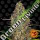 3 UND FEM - GLUE GELATO AUTO BARNEY'S FARM 3 UND FEMINIZADAS