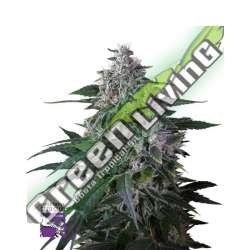 24 UND REG - KAREL'S HAZE SUPER SATIVA SEED CLUB 24 UND REGULARES