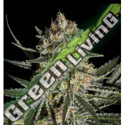 25 UND FEM - FACE OFF OG BILBO GENEHTIK SEEDS FEMINIZADA 25 UND_