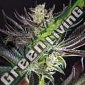 25 UND FEM - PURPLE PUNCH X DO-SI-DOS PHILOSOPHER 25 UND FEM
