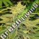 10 UND FEM - LORD KUSH (SATIVA LINE) DELICIOUS 10 UND FEMINIZADAS