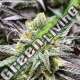 10 UND FEM - DELICIOUS COOKIES (SATIVA LINE) DELICIOUS 10 UND FEMINIZADAS