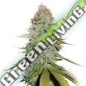 25 UND FEM - GORILLA GLUE SEEDSTOCKERS 25 UND FEMINIZADAS