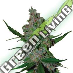 25 UND FEM - GELATO 41 FAST FEM SEEDSTOCKERS 25 UND FEMINIZADAS