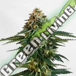 10 UND FEM - THCV KANNABIA SEEDS 10 UND FEM