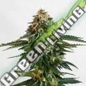 10 UND FEM - THCV KANNABIA SEEDS 10 UND FEM