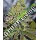 15 UND FEM - SWEET ZOMBIE EXPERT SEEDS 15 UND FEMINIZADAS