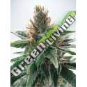 25 UND FEM - GOD'S GLUE MINISTRY SEEDS 25 UND FEMINIZADAS