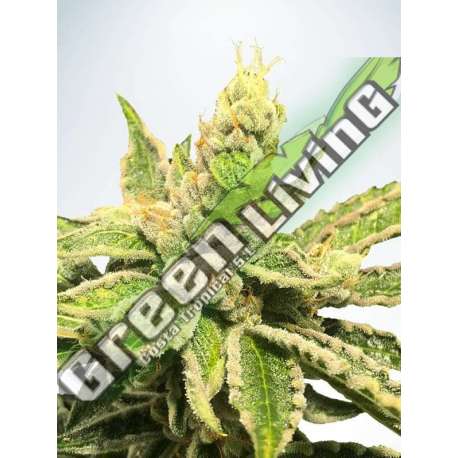 25 UND FEM - MAMACITA'S COOKIES MINISTRY SEEDS 25 UND FEMINIZADAS