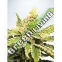 25 UND FEM - MAMACITA'S COOKIES MINISTRY SEEDS 25 UND FEMINIZADAS