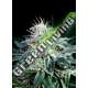 50 UND FEM - RADICAL AUTO ABSOLUTE CANNABIS SEEDS 50 UND FEM
