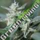 25 UND FEM - CANNAFUEL CBD+ ORIGINAL SENSIBLE 25 UND FEMINIZADA
