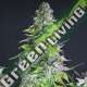 5 UND FEM - ROMULAN PYRAMID SEEDS FEMINIZADA 5 UND