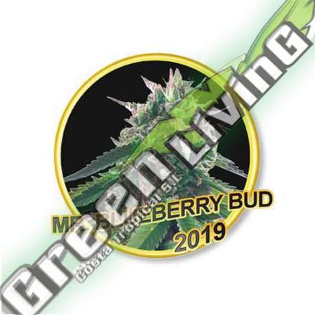 100 UND FEM - MR. BLUEBERRY BUD MR. HIDE SEEDS 100 UND FEM