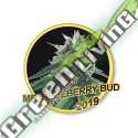 100 UND FEM - MR. BLUEBERRY BUD MR. HIDE SEEDS 100 UND FEM