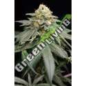 10 UND FEM - PURPLE MATCHA HUMBOLDT SEEDS 10 UND FEM FEMINIZADAS