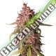 25 UND FEM - PURPLE PUNCH AUTO SEEDSTOCKERS 25 UND FEMINIZADAS