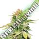 25 UND FEM - GORILLA GLUE AUTO SEEDSTOCKERS 25 UND FEMINIZADAS