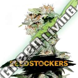 100 UND FEM - CBD CRITICAL XXL SEEDSTOCKERS 100 UND FEMINIZADAS