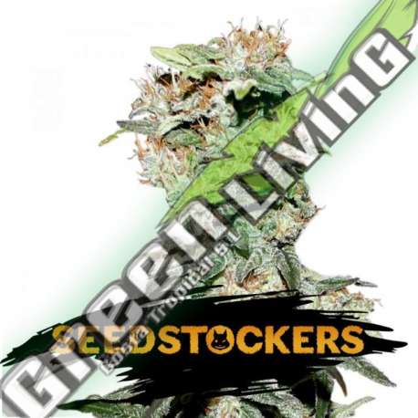 100 UND FEM - CBD CRITICAL XXL SEEDSTOCKERS 100 UND FEMINIZADAS