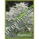 50 UND REG - HASHBERRY MANDALA SEEDS 50 UND REGULARES