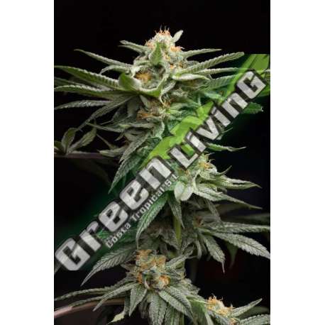 10 UND FEM - LINGERIE HUMBOLDT SEEDS 10 UND FEM FEMINIZADAS