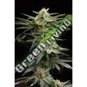 10 UND FEM - LINGERIE HUMBOLDT SEEDS 10 UND FEM FEMINIZADAS