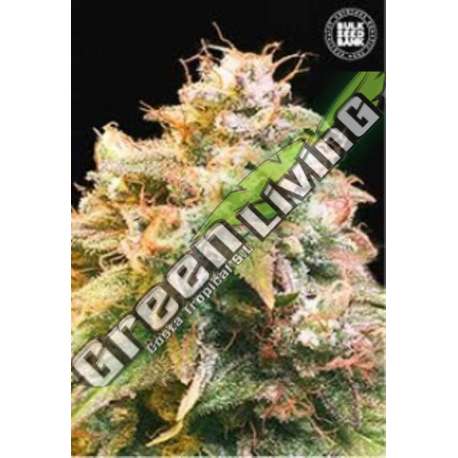 100 UND FEM - GUERILLA GLUE BULK SEED 100 UND FEM