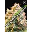 100 UND FEM - GUERILLA GLUE BULK SEED 100 UND FEM