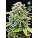 100 UND FEM - AUTO GUERILLA GLUE BULK SEED 100 UND FEM
