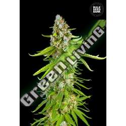 100 UND FEM - GRANDE CRACK BULK SEED 100 UND FEM