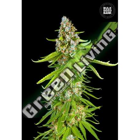 100 UND FEM - GRANDE CRACK BULK SEED 100 UND FEM