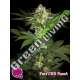 25 UND FEM - PURE CBD PUNCH PHILOSOPHER 25 UND FEMINIZADAS