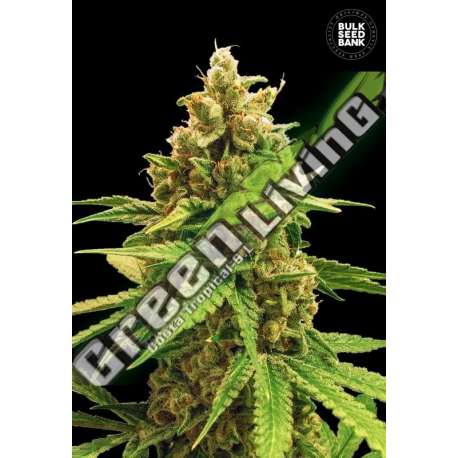 100 UND FEM - WINNING CAKE BULK SEED 100 UND FEM