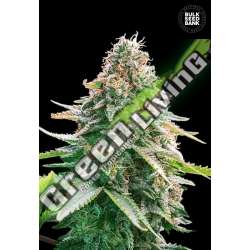 100 UND FEM - AUTO GELATO SAMBA BULK SEED 100 UND FEM