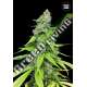 100 UND FEM - AUTO GRANDE CRACK BULK SEED 100 UND FEM