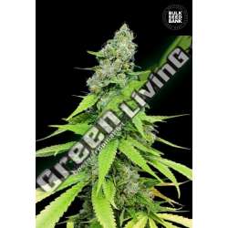 100 UND FEM - AUTO GRANDE CRACK BULK SEED 100 UND FEM