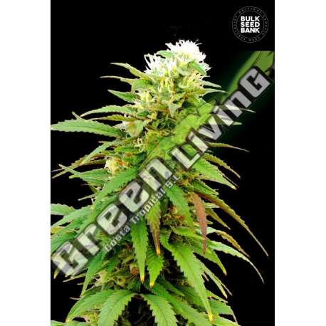 100 UND FEM - AUTO ZKITTLY ZI ZI BULK SEED 100 UND FEM