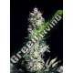 50 UND FEM - RITTUS HAZE ABSOLUTE CANNABIS SEEDS 50 UND FEM