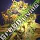 25 UND FEM - DR. BRUCE BANNER ORIGINAL SENSIBLE 25 UND FEMINIZADAS