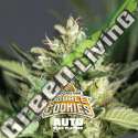 100 UND FEM - DOUBLE COOKIES AUTO BSF SEEDS 100 UND FEMINIZADAS