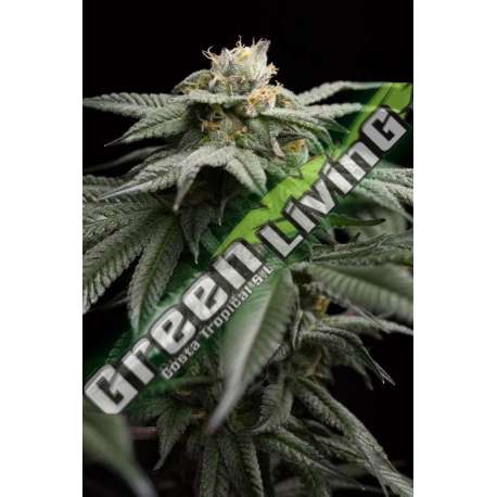 10 UND FEM - L.A. GELATO HUMBOLDT SEEDS 10 UND FEM FEMINIZADAS