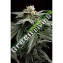 10 UND FEM - L.A. GELATO HUMBOLDT SEEDS 10 UND FEM FEMINIZADAS